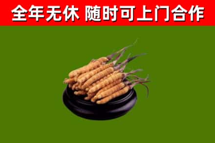 那坡烟酒回收冬虫夏草.jpg